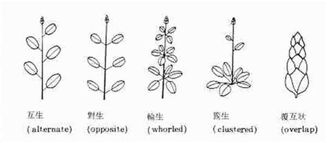 葉子生長在莖上的位置稱為什麼|葉序:類型,作用,原則,